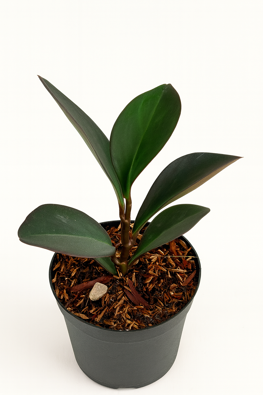 black knight rubber tree Peperomia 'Black Knight'