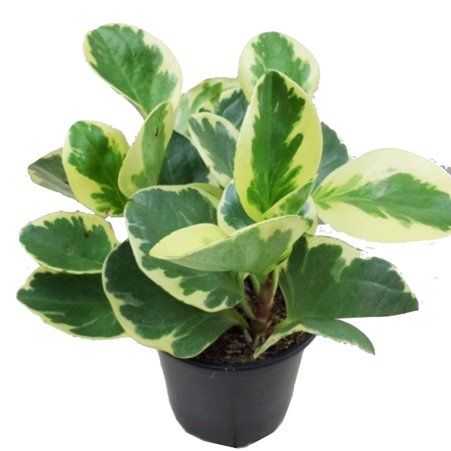 Peperomia obtusifolia 'Variegata'