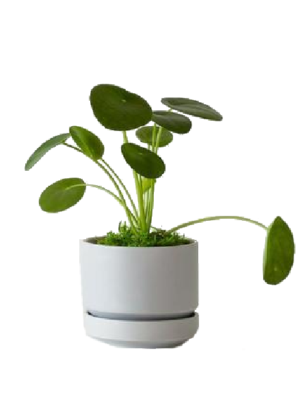 office money plant Pilea peperomioides