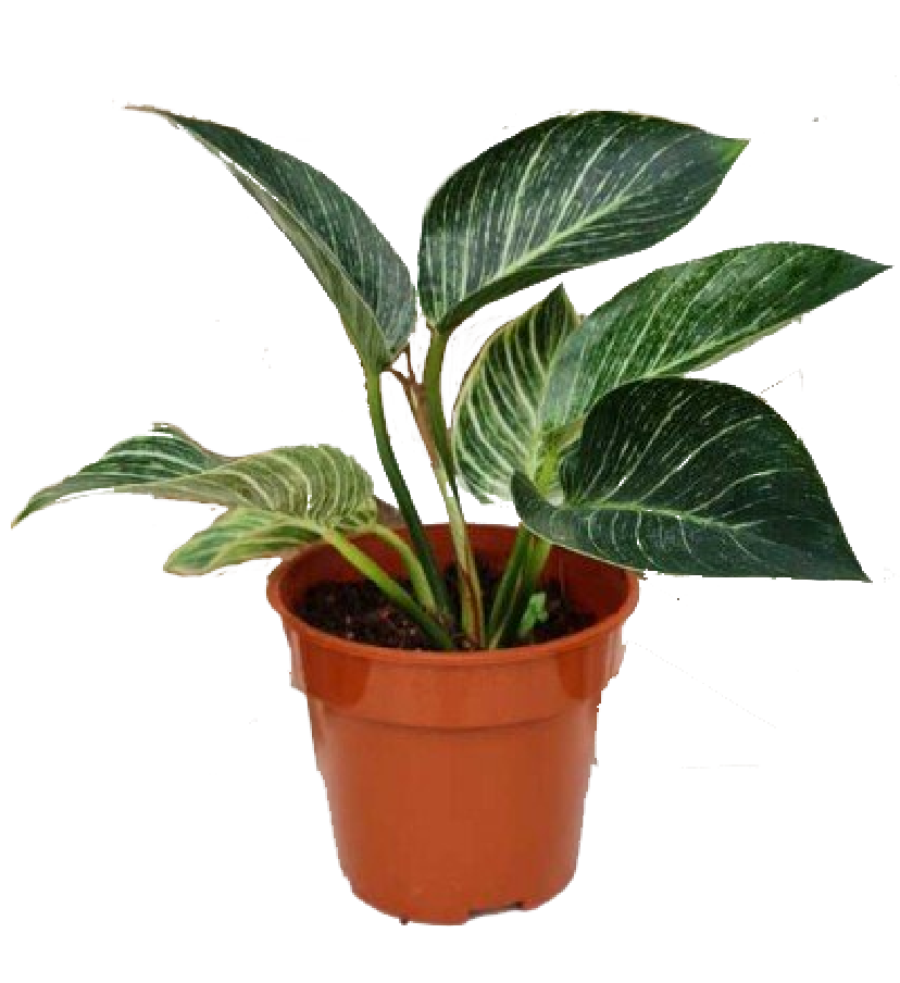 Philodendron Birkin