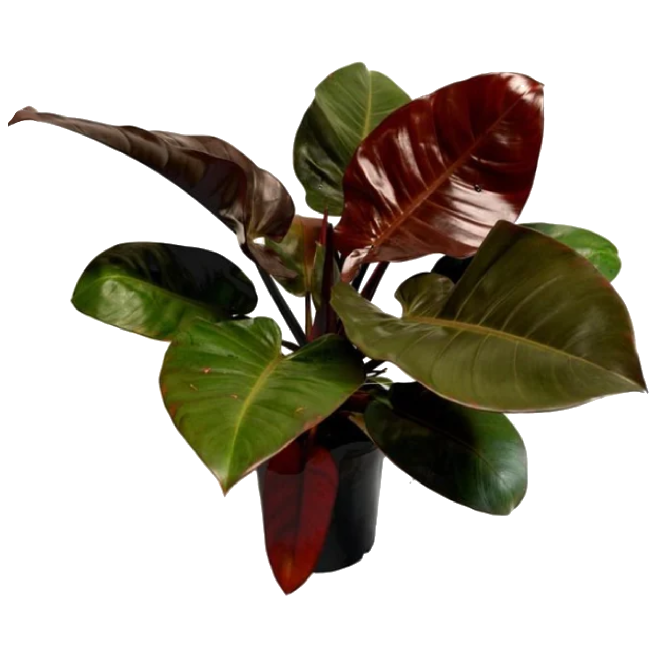 philodendron black congo Philodendron Black Congo