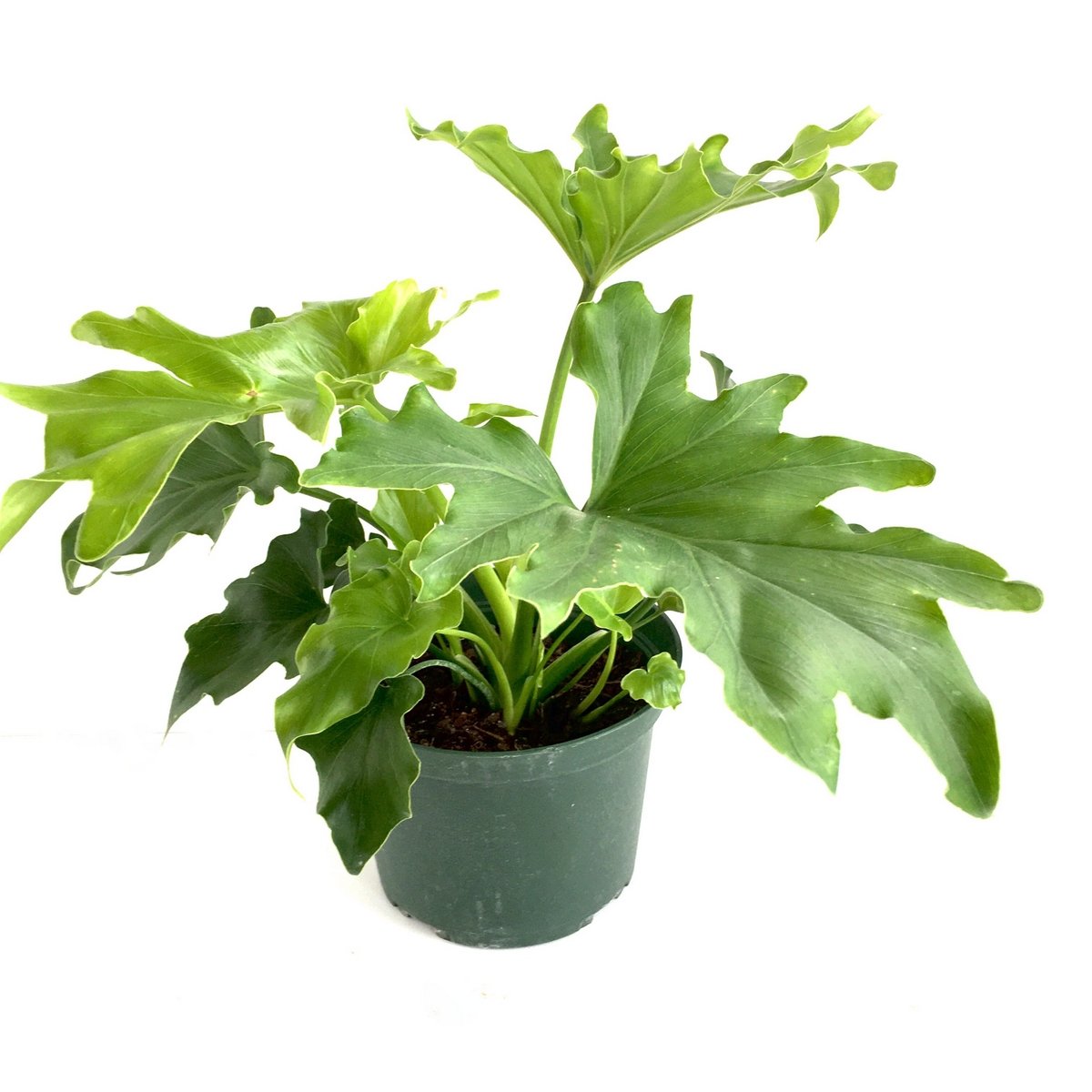 Philodendron 'Hope'