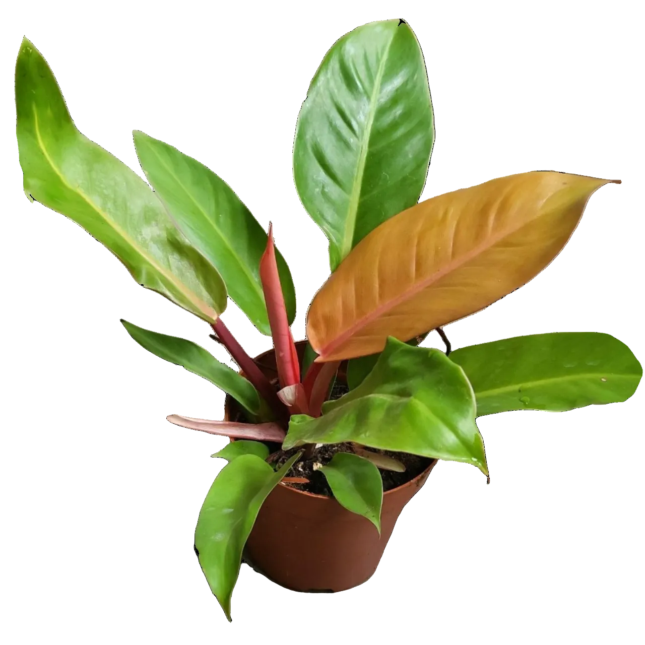 Philodendron 'Orange Congo' | Plant