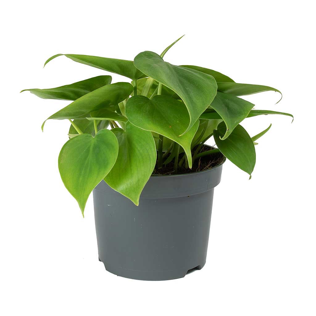 Philodendron Scandens