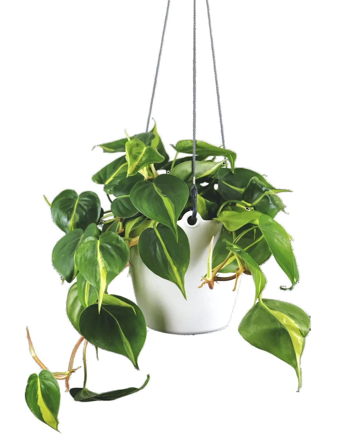Philodendron Scandens | Office Plant