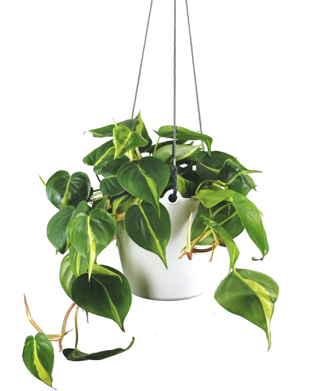 philodendron scandens variegata Philodendron Scandens