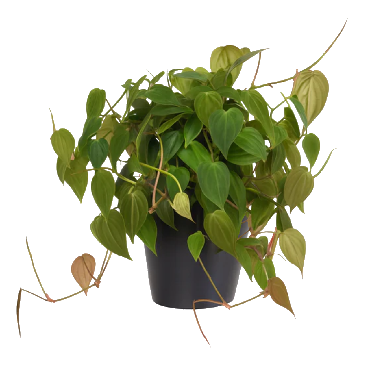 Philodendron Scandens