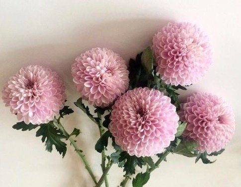 Ping Pong Chrysanthemum