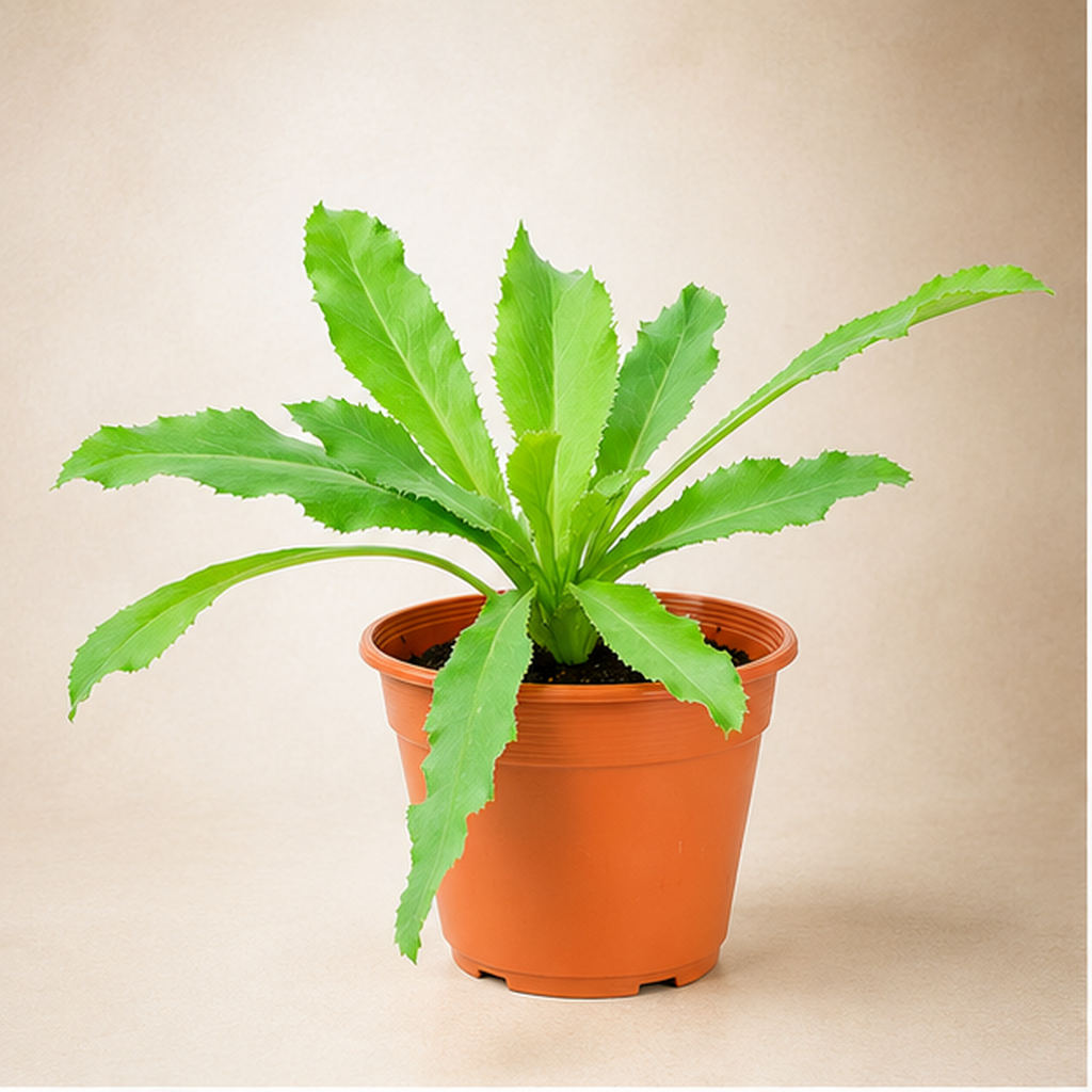 Coriander | Office Plant
