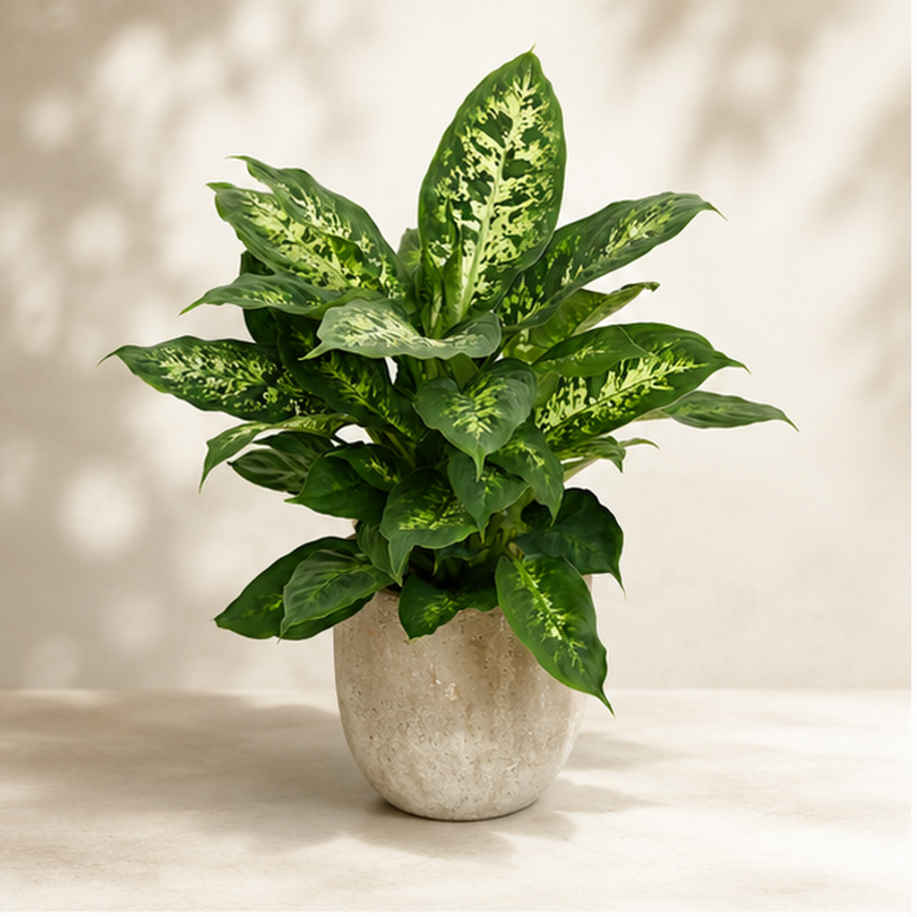 Dieffenbachia Compacta | Gardening Plant