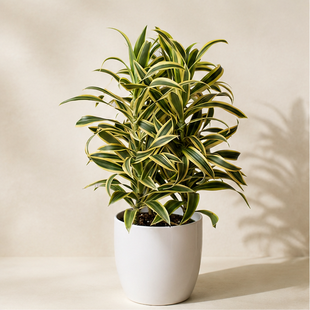 Dracaena 'Song of India' | Indoor Plant