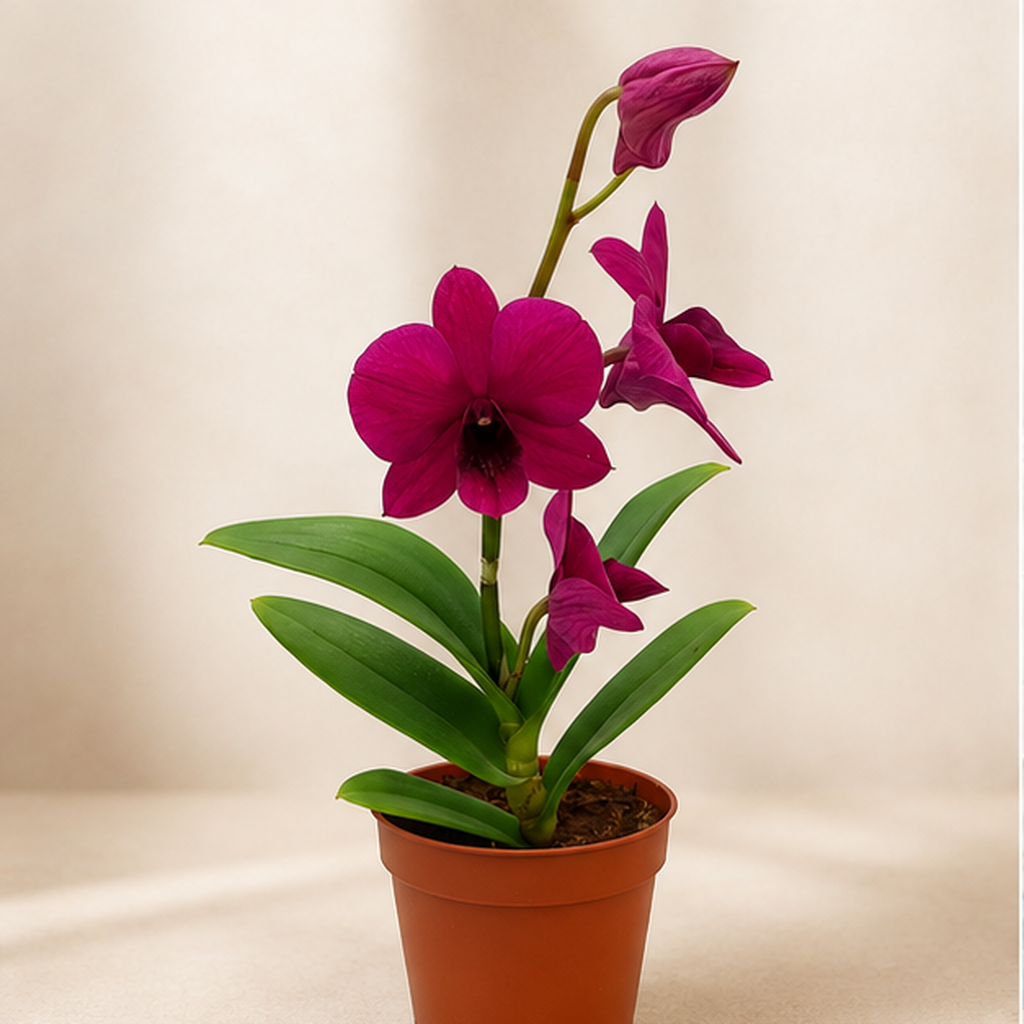 Dendrobium Ruby Red | Potted Plant