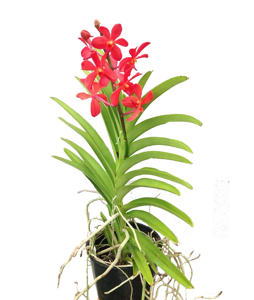 Mokara Orchid Potted