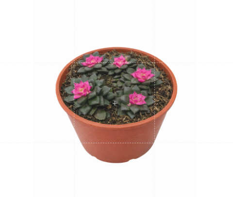 Echeveria Macdougallii | Indoor Plant