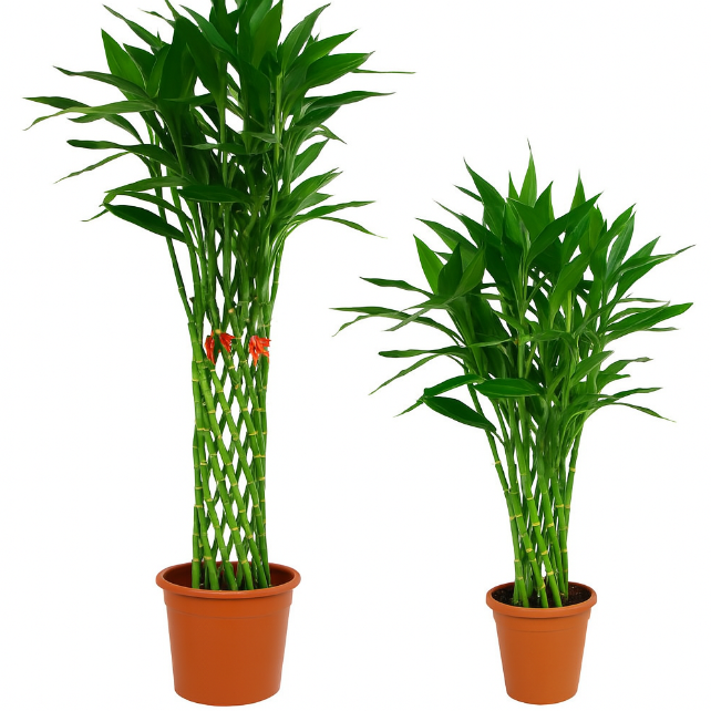 CNY Lucky Bamboo Straight Out | Potted Plant