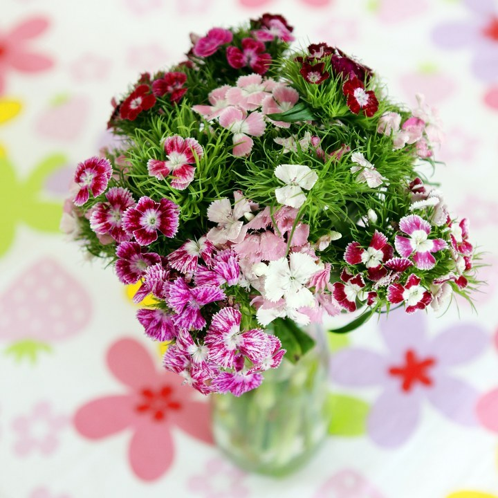 Sweet William