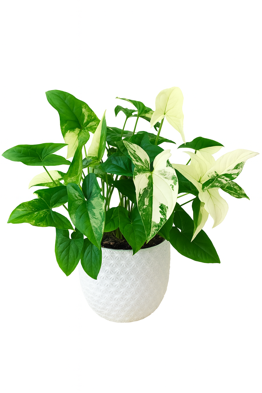 Syngonium Plant