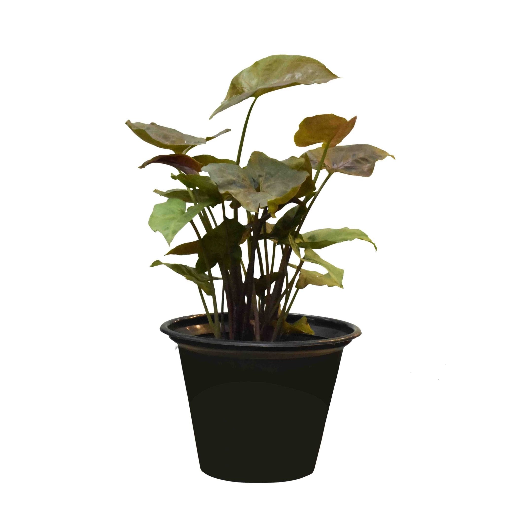 Syngonium Plant