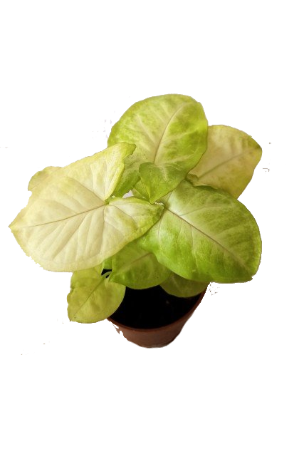 Syngonium Plant