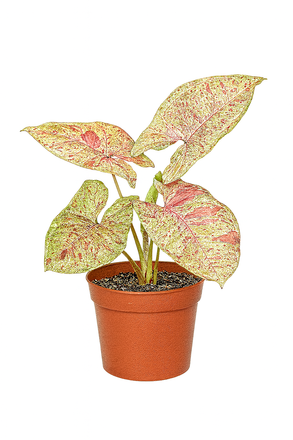 Syngonium Plant