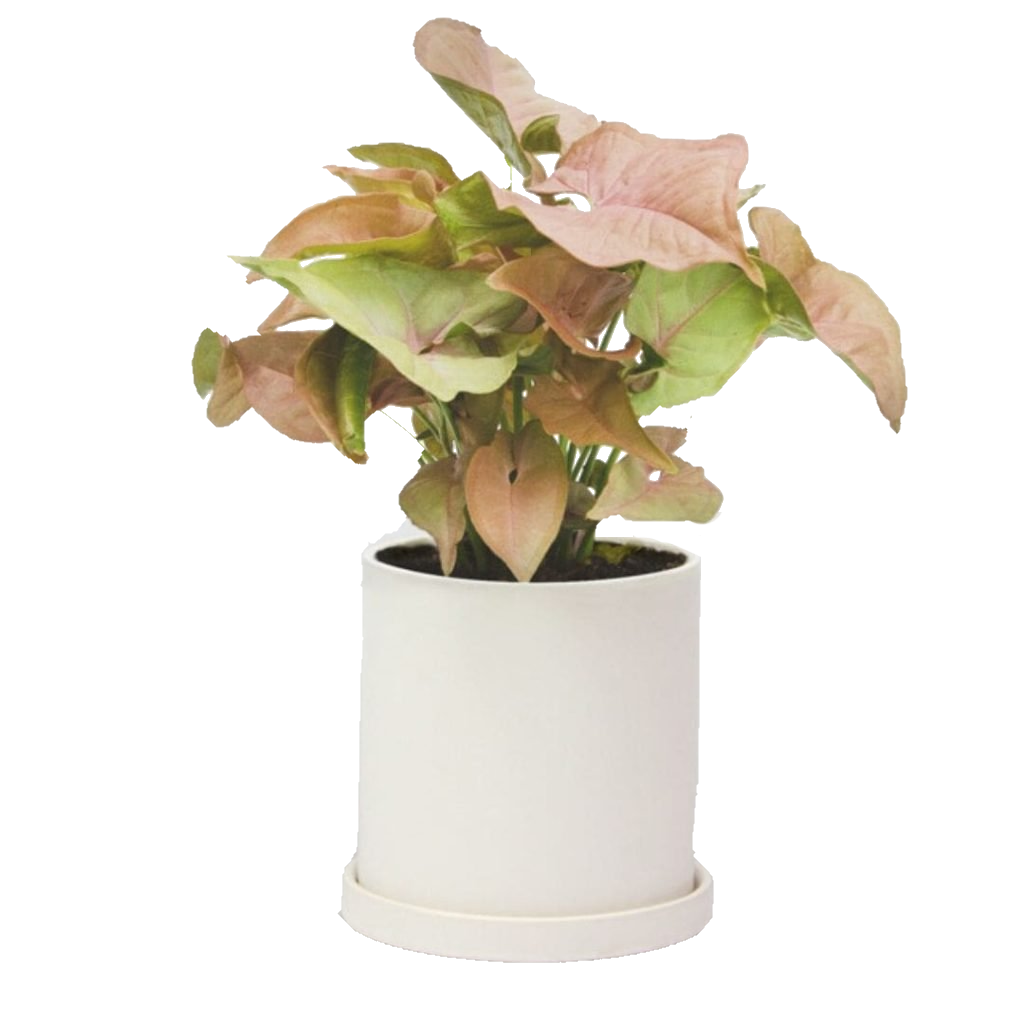 Syngonium Plant