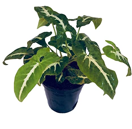 Syngonium Plant