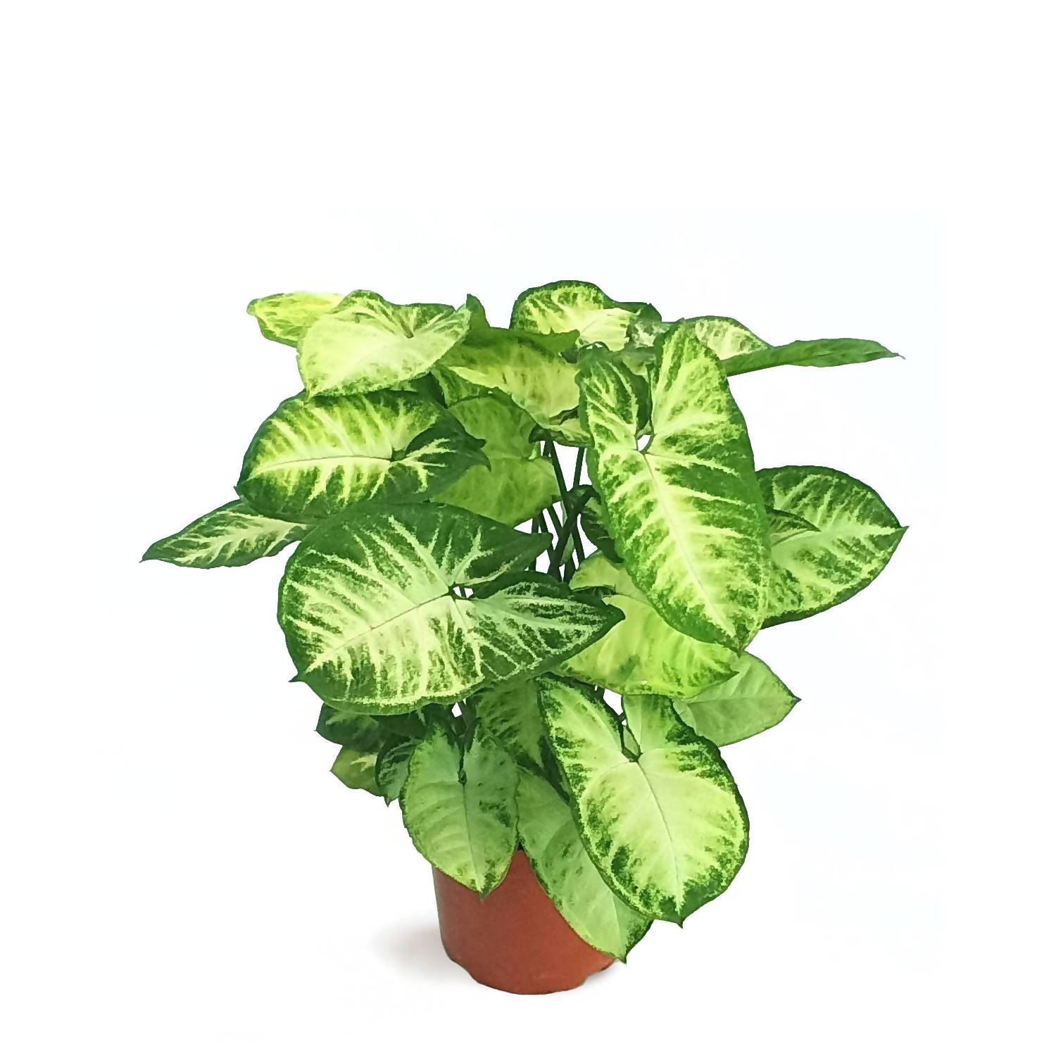 Syngonium Plant