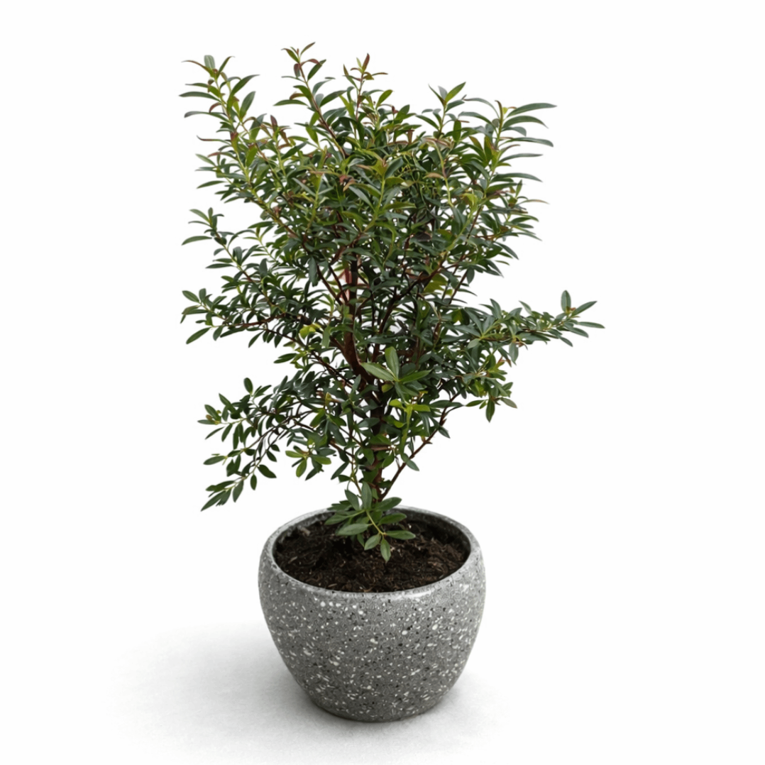CNY Syzygium buxifolium | Potted Plant