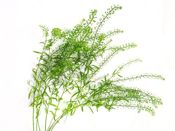 Thlaspi Green Bell
