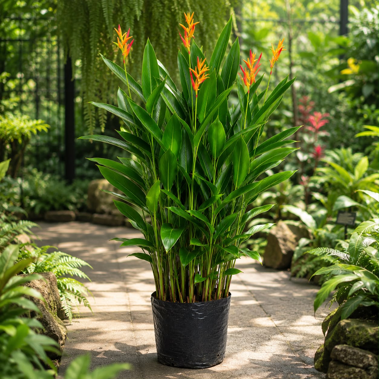 Heliconia Psittacorum (Parrot’s Beak Heliconia) | Tropical Flowering Plant