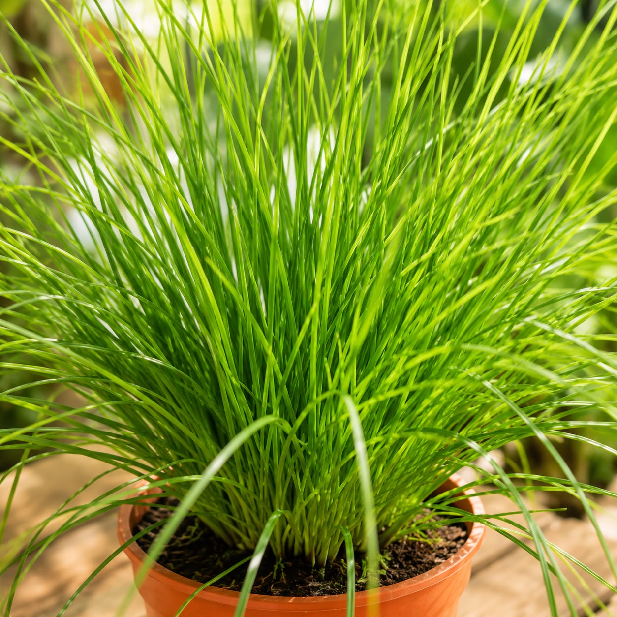 Chives Plant | Herb Plant