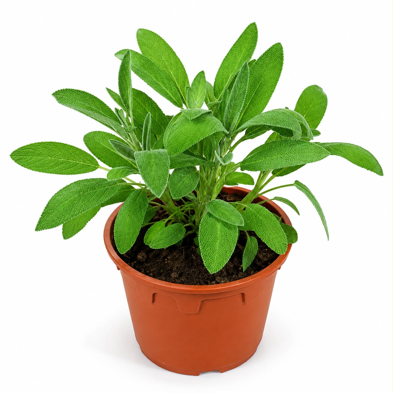 Sage Plant | Herb Plant