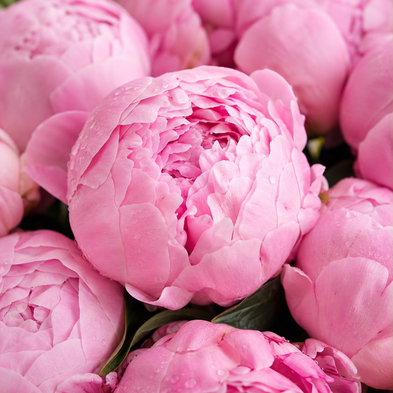 Pink Peony Grandeur – 99 Stalks | Fresh Flower Bouquet