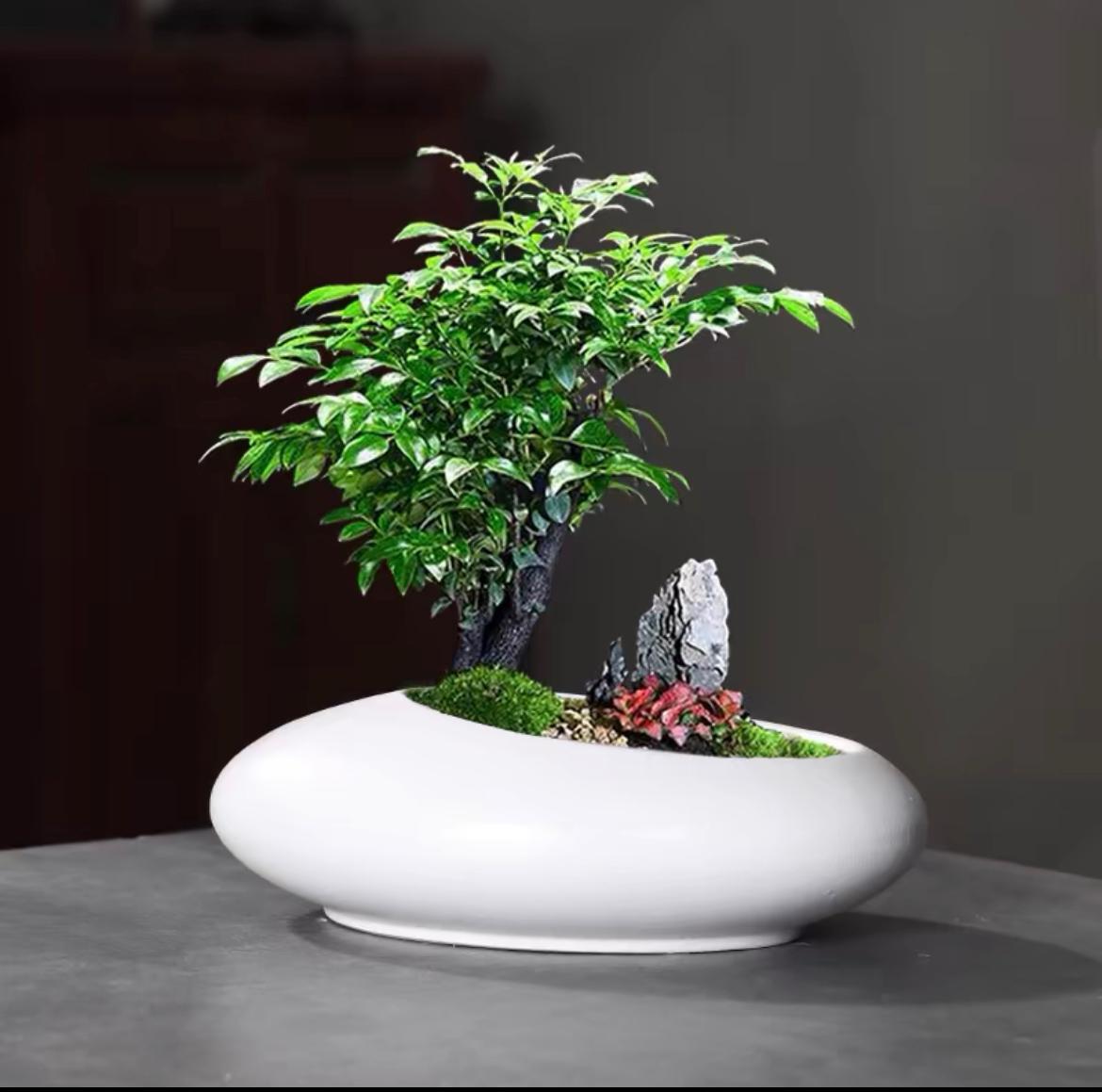 White Oval Bonsai Ceramic Pot