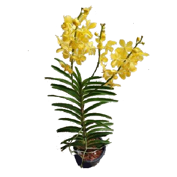 Mokara Orchid Potted