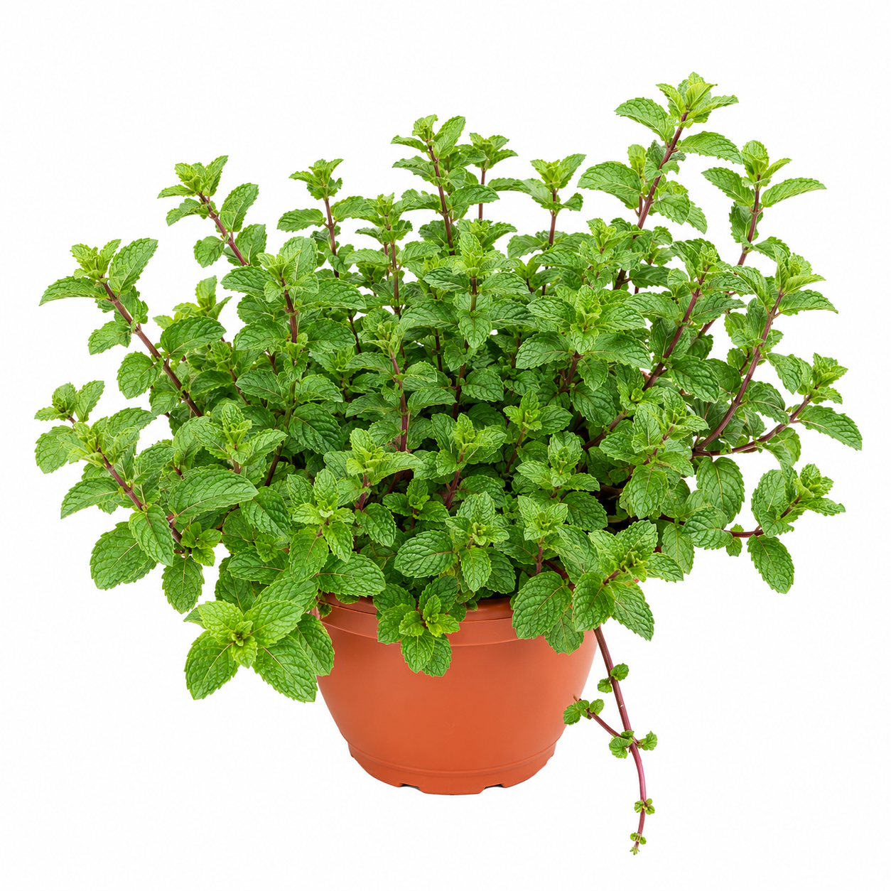 Menthapiperita | Indoor Plant