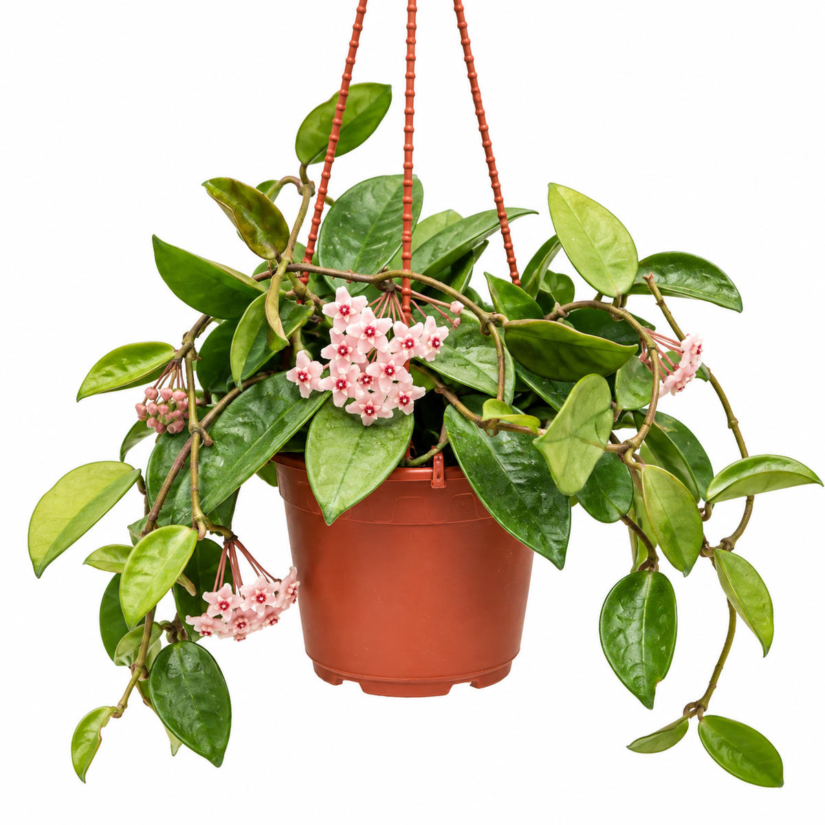 Hoya Carnosa Wax Plant | Pink Flowering Hanging Plant
