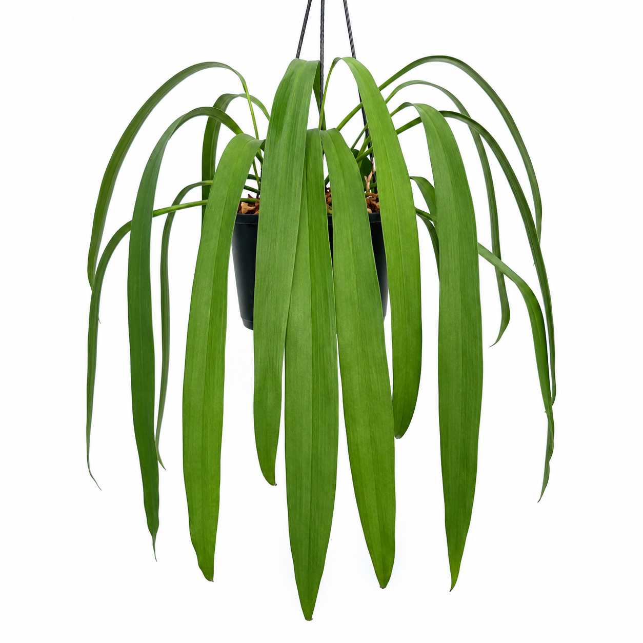 Anthurium Vittarifolium | Home Plant