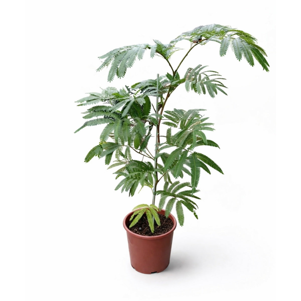 Everfresh Plant | House Plant