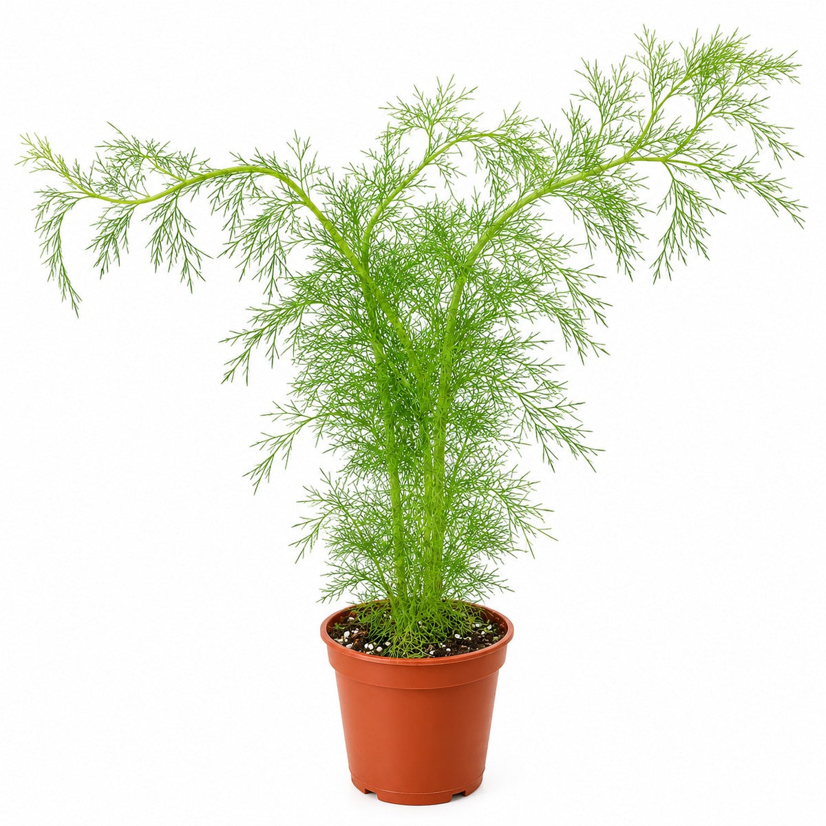 Fresh Dill Plant | Culinary Herb Plant