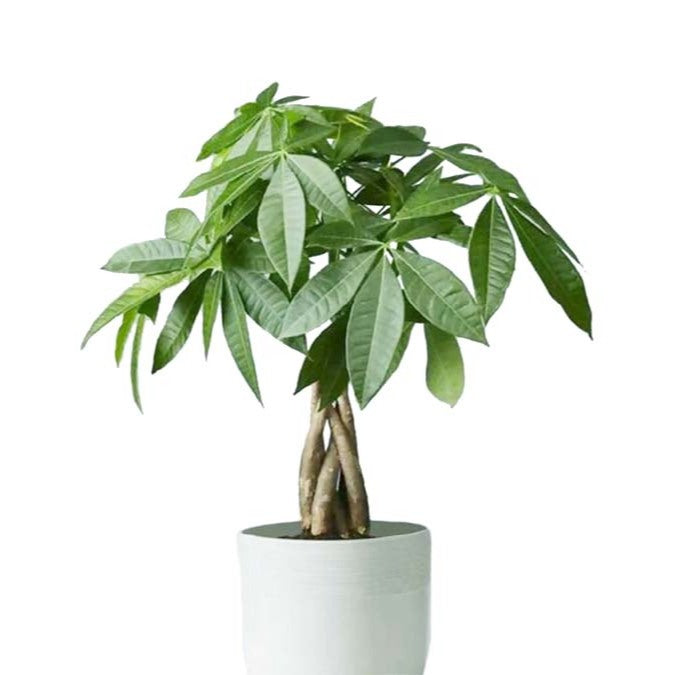 Pachira Ribbon | Indoor Plant
