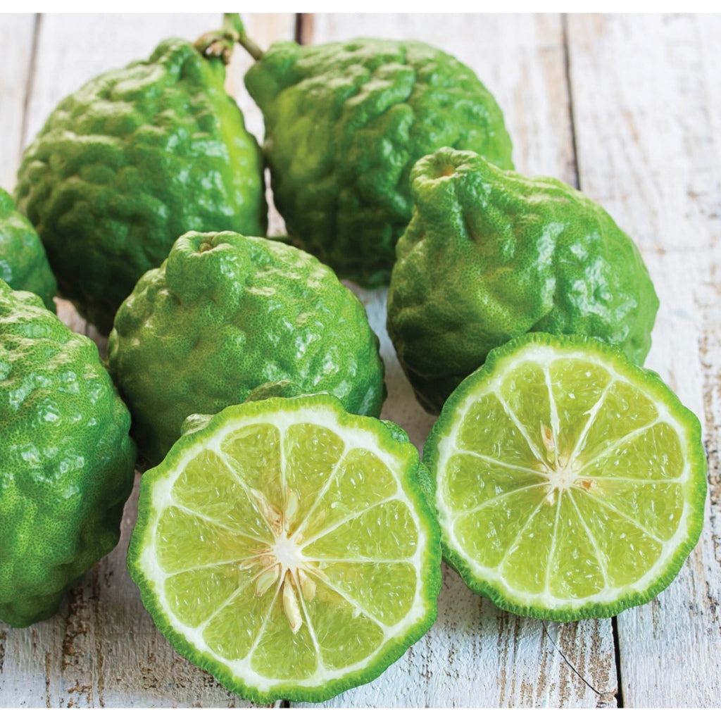 Thai Lemon Kaffir Lime (Bundle of 3)