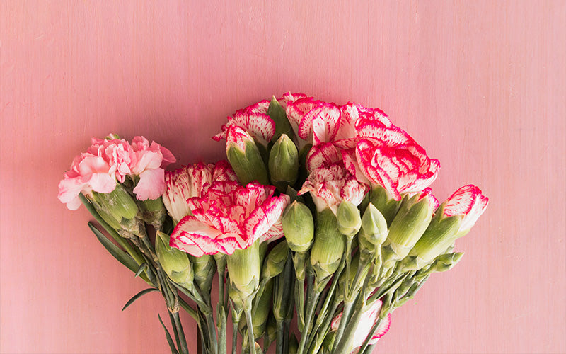 Pink and white carnation flower arrangement on a pink background