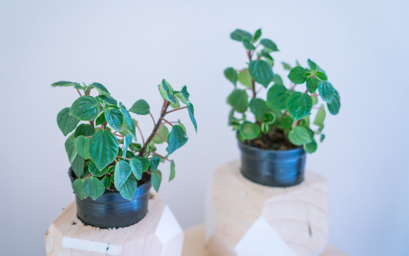 Two small potted plants with vibrant green leaves on modern wooden stands against a light background.