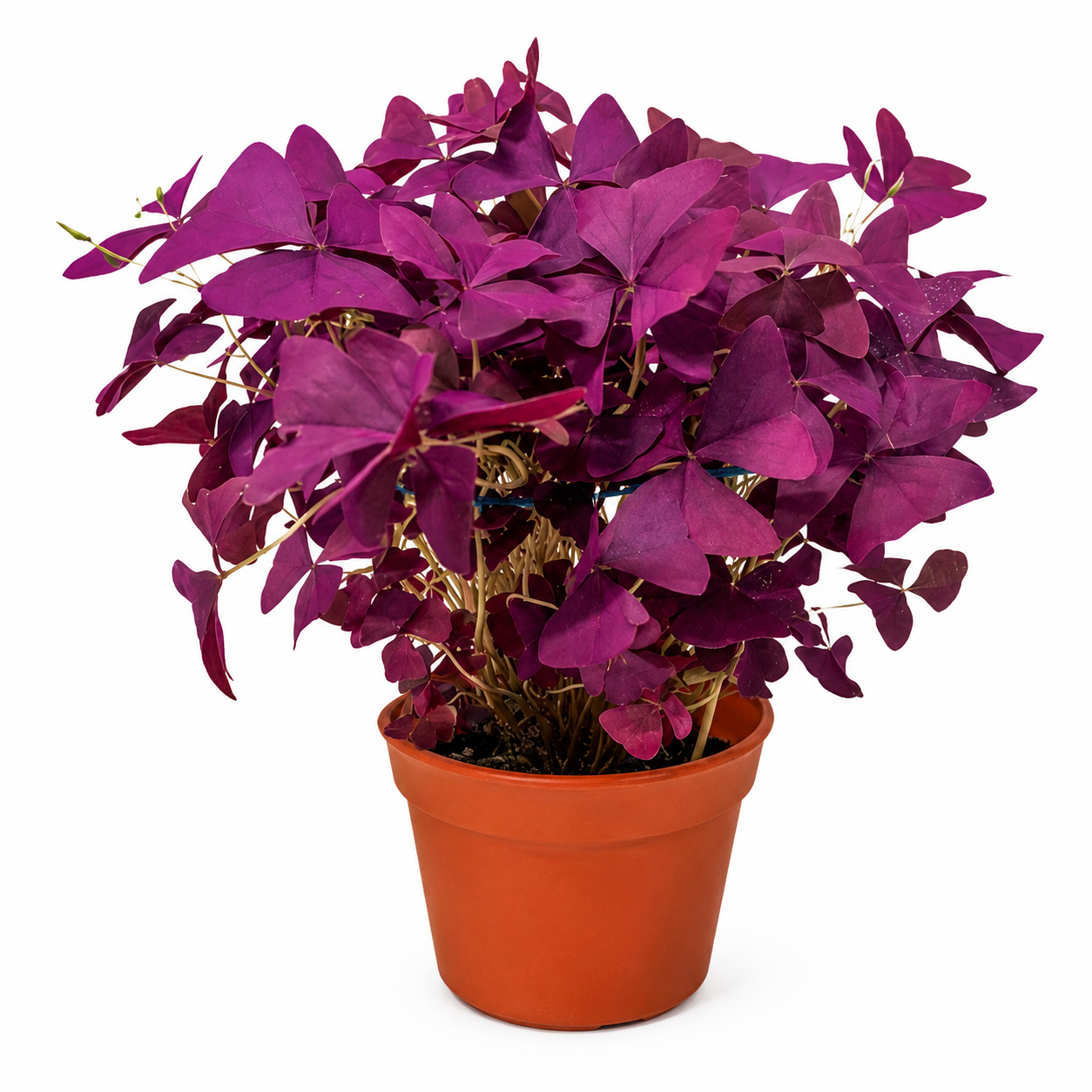 Oxalis  | Gardening Plant