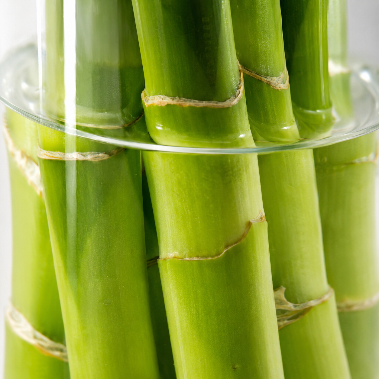 CNY Fresh Lotus Bamboo | Home Plant