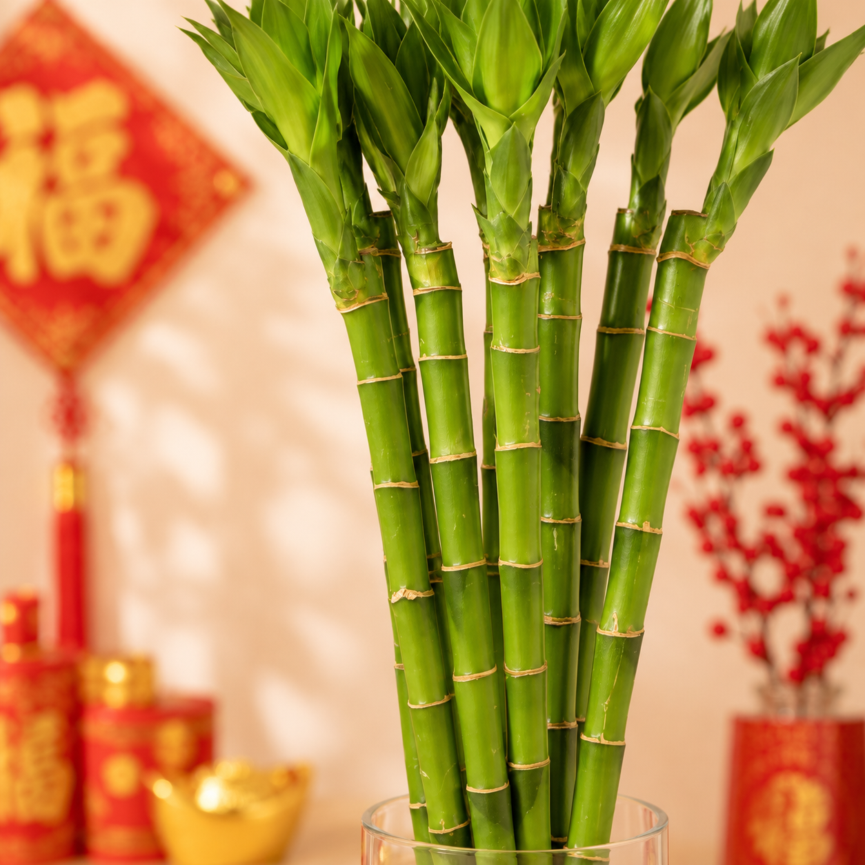 CNY Lotus Dragon Head | Indoor Plant