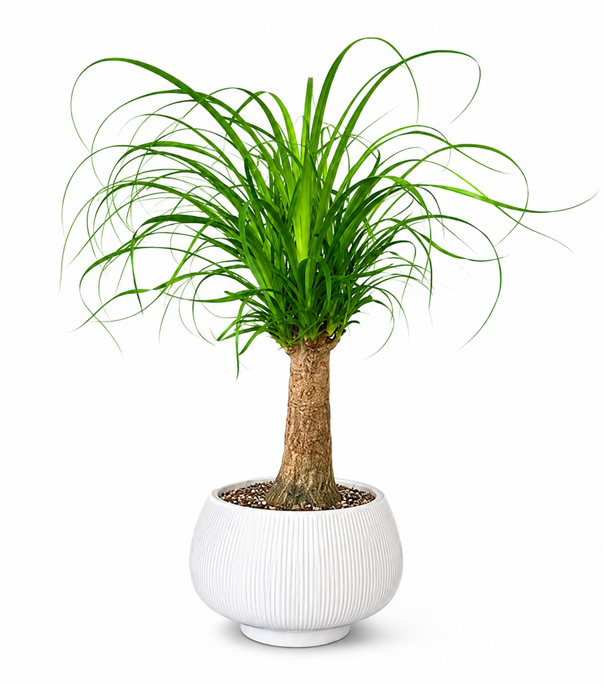Beaucarnea Recurvata | Home Plant