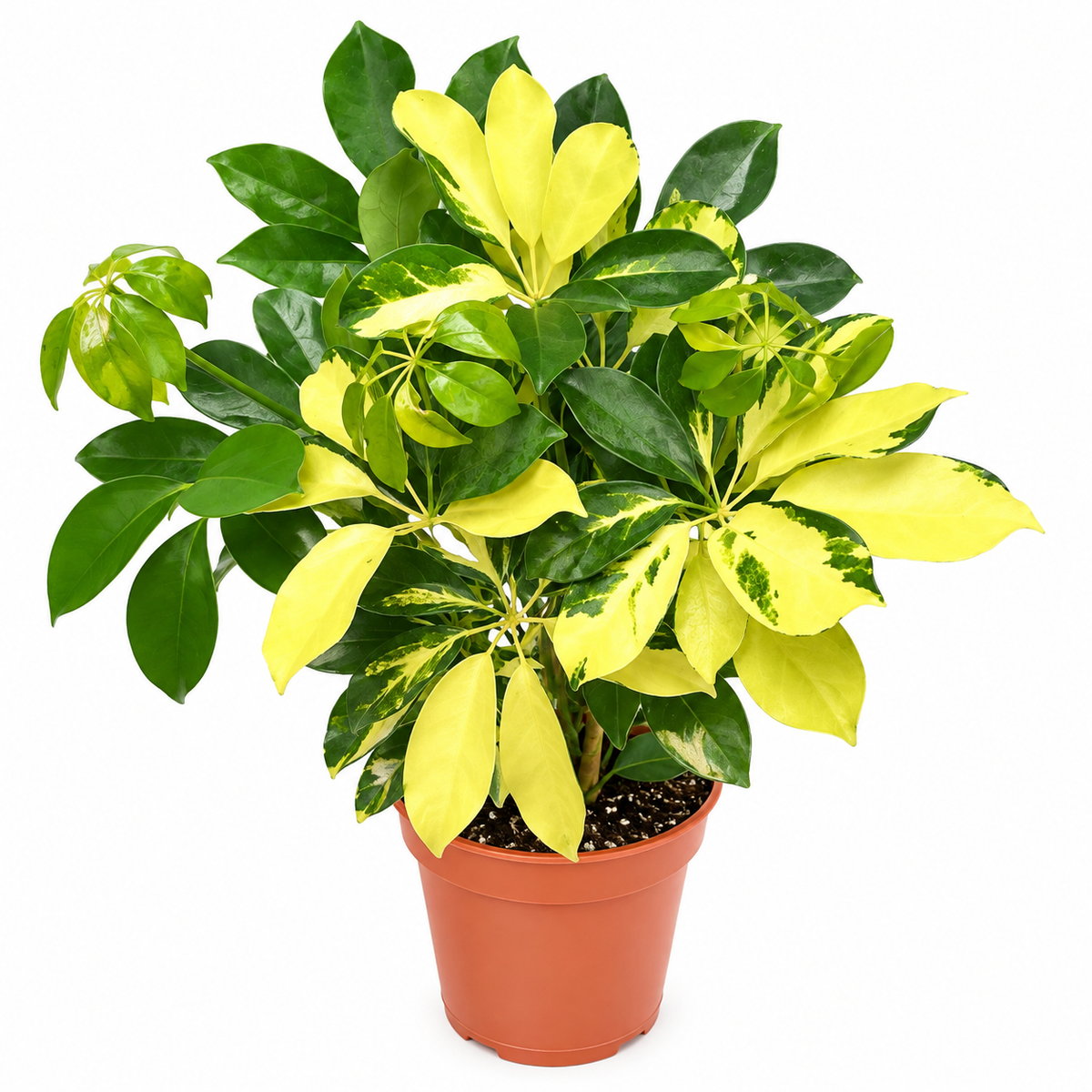 Variegated Schefflera Umbrella Plant | Indoor & Outdoor Plant