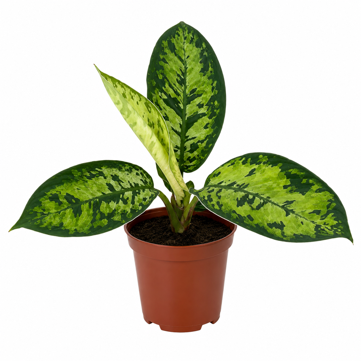 Homalomena Wallisii Camouflage Plant I Indoor Plant